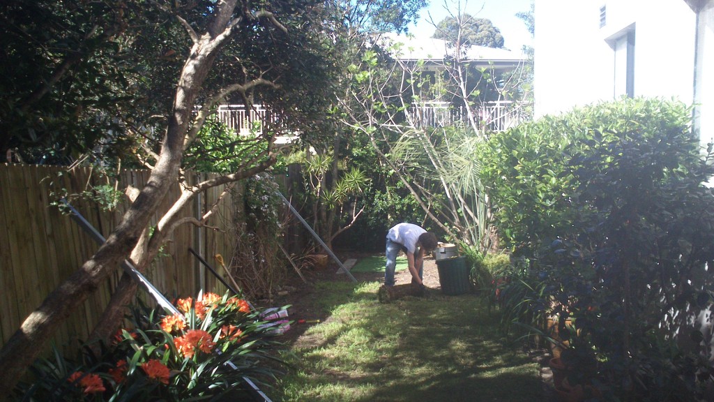 Courtyard garden in Brookvale Northern Beaches landscaping