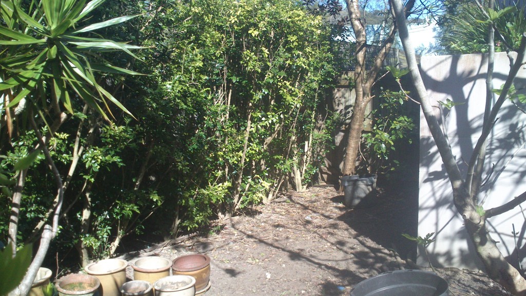 Courtyard garden in Brookvale