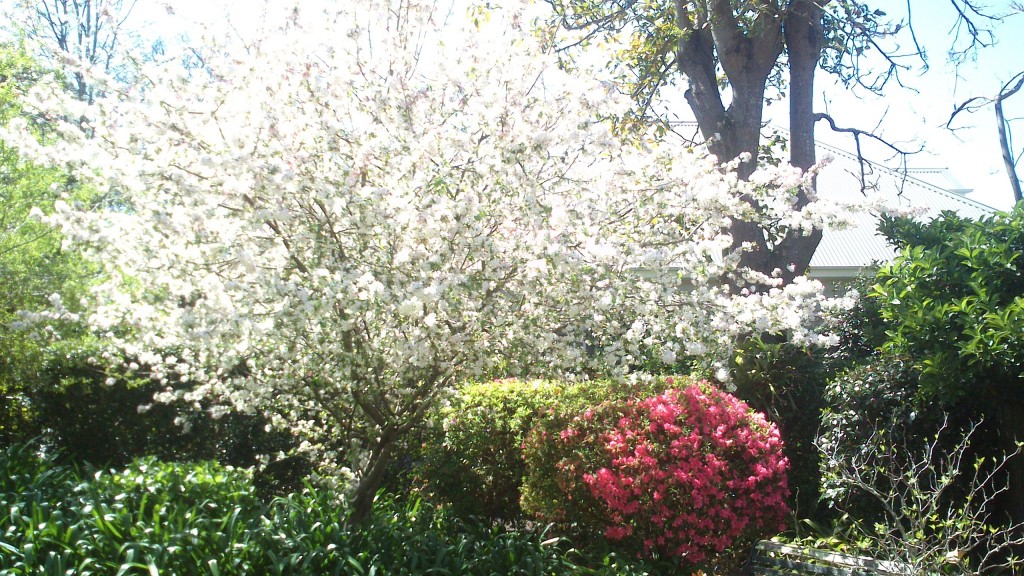 Landscaping Beacon Hill