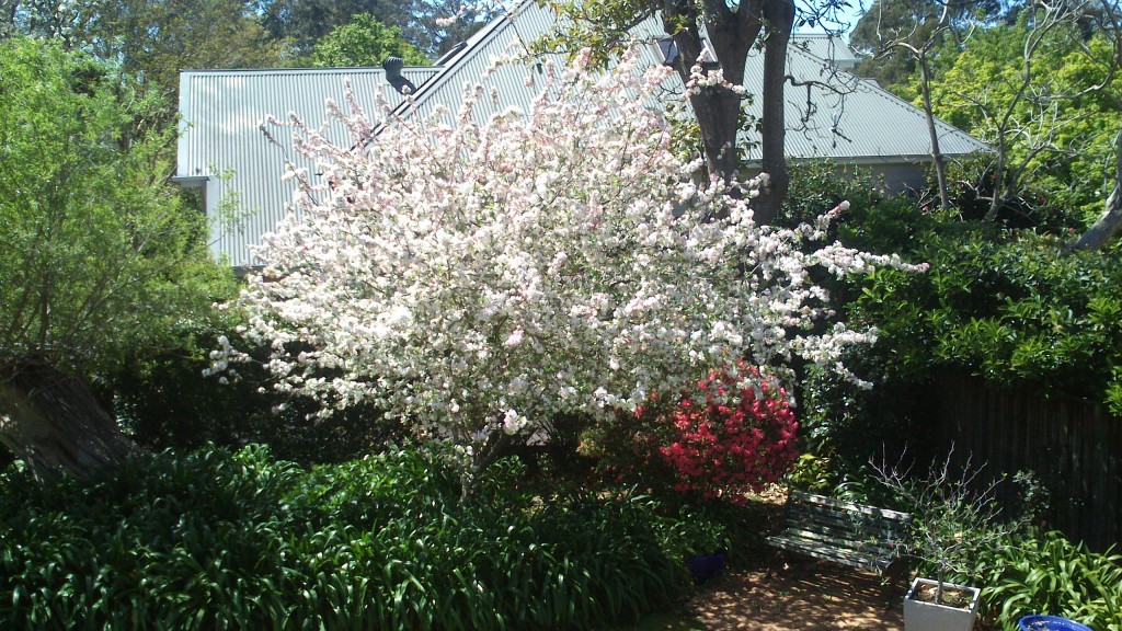 Landscaping Balgowlah